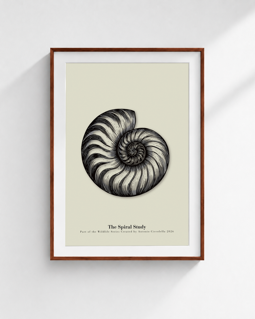 The Spiral Study | Vintage Nautilus Shell Fine Art Print