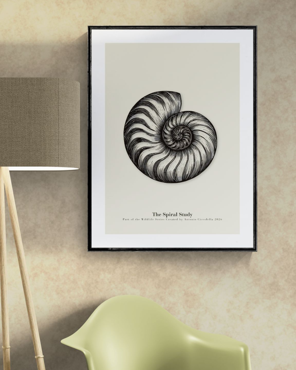 The Spiral Study | Vintage Nautilus Shell Fine Art Print