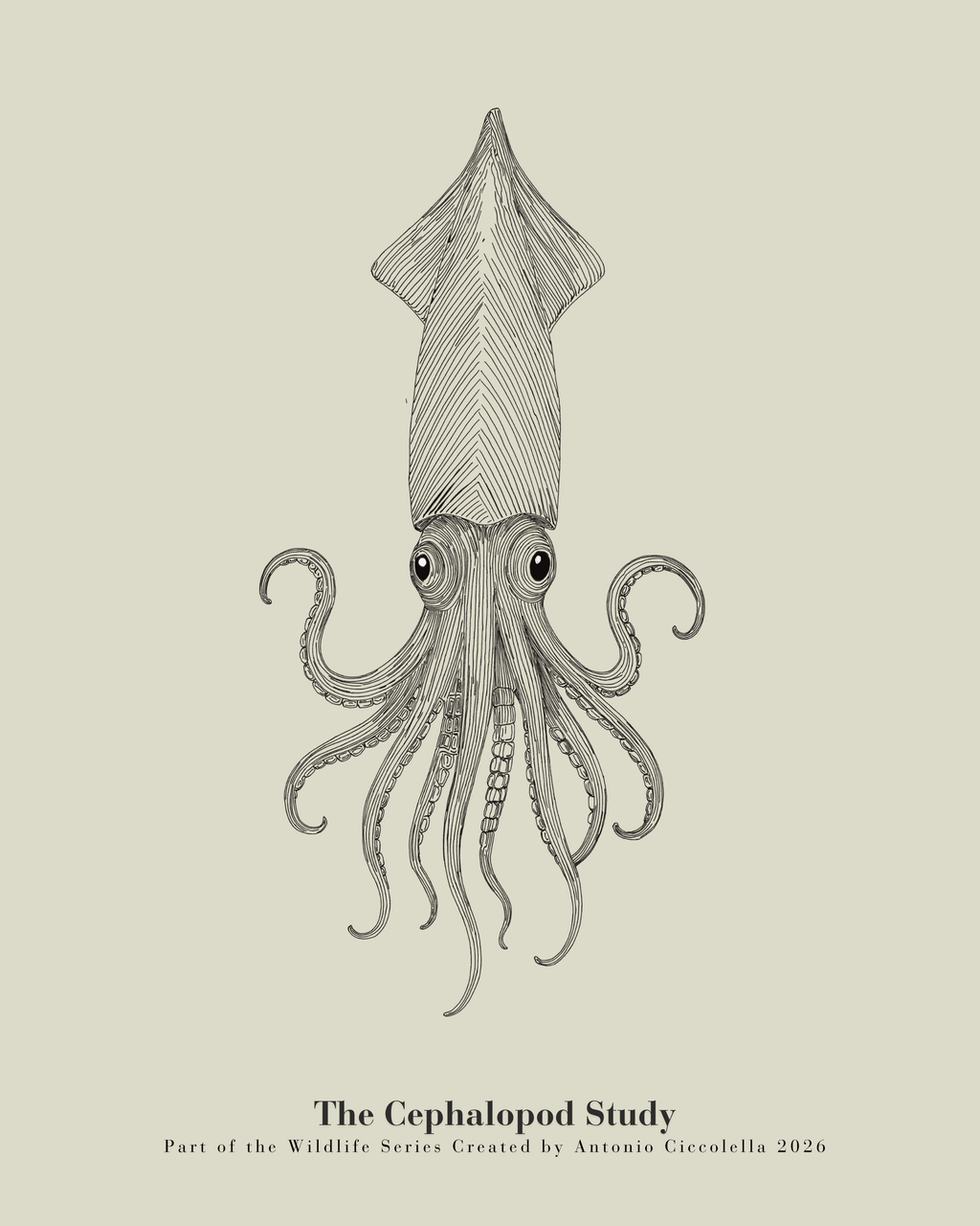 The Cephalopod Study | Gallery Paper Squid Wall Art