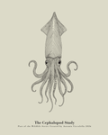 The Cephalopod Study | Gallery Paper Squid Wall Art