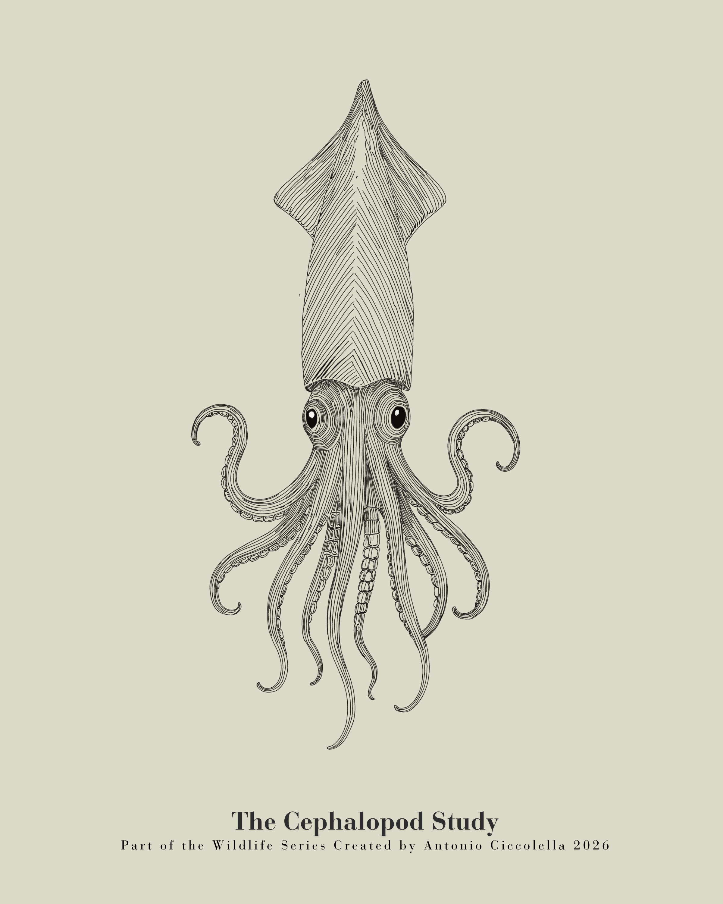 The Cephalopod Study | Gallery Paper Squid Wall Art