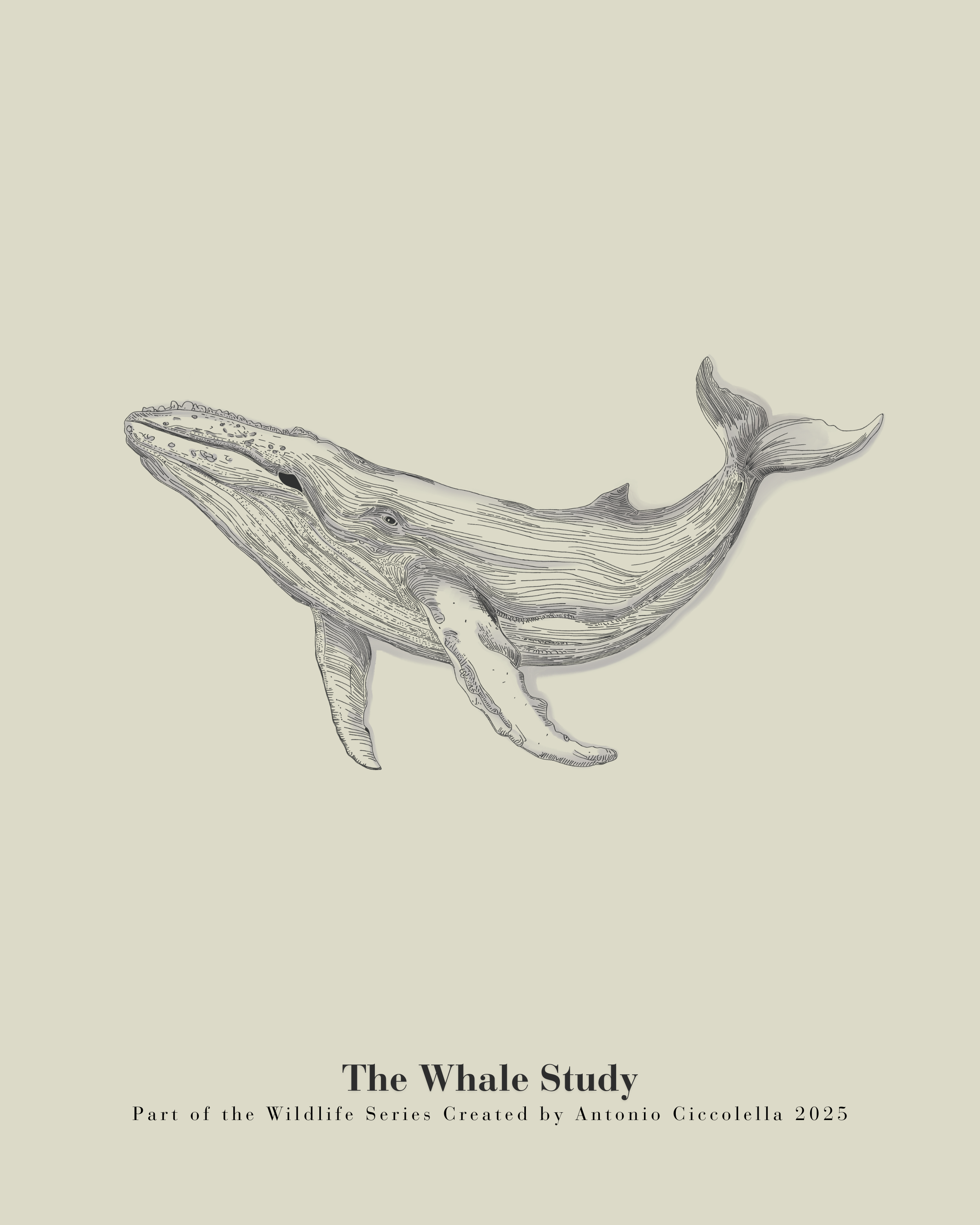 The Whale Study | Gallery Paper Whale Wall Art