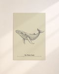 The Whale Study | Gallery Paper Whale Wall Art