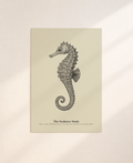 The Seahorse Study | Gallery Paper Seahorse Wall Art