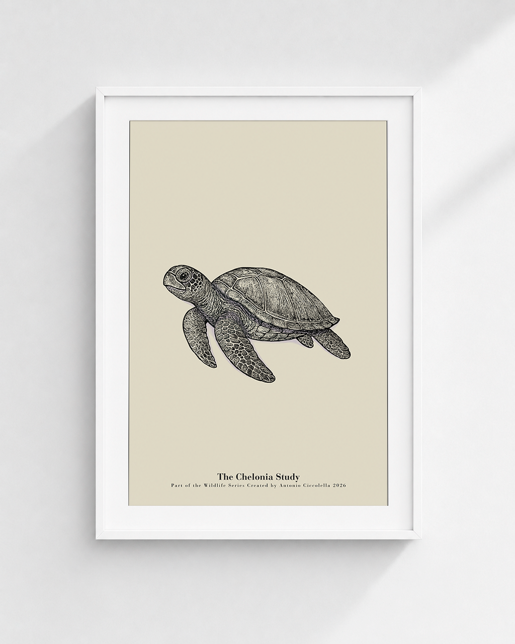 The Chelonia Study | Vintage Sea Turtle Fine Art Print