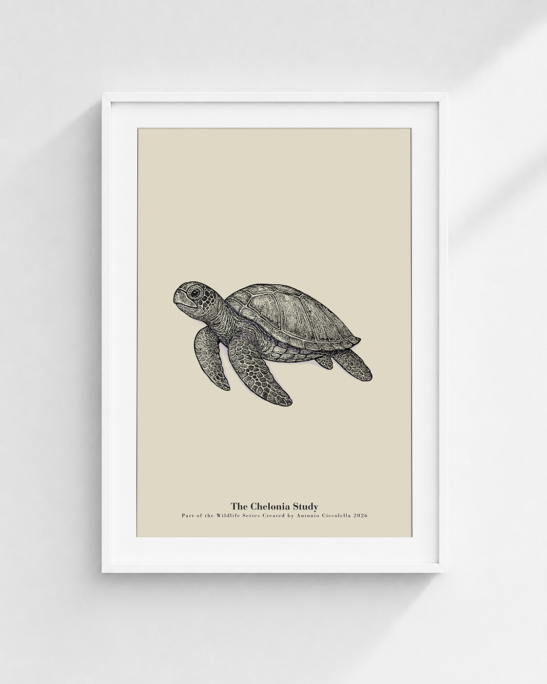 The Chelonia Study | Vintage Sea Turtle Fine Art Print