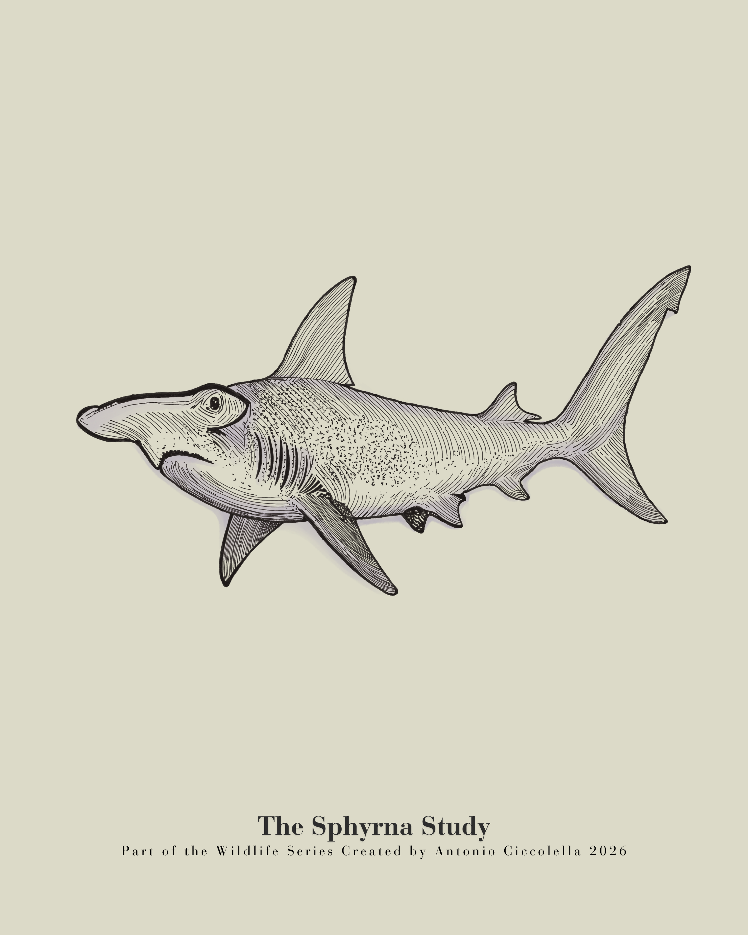 The Sfyrna Study | Vintage Hammerhead Shark Fine Art Print