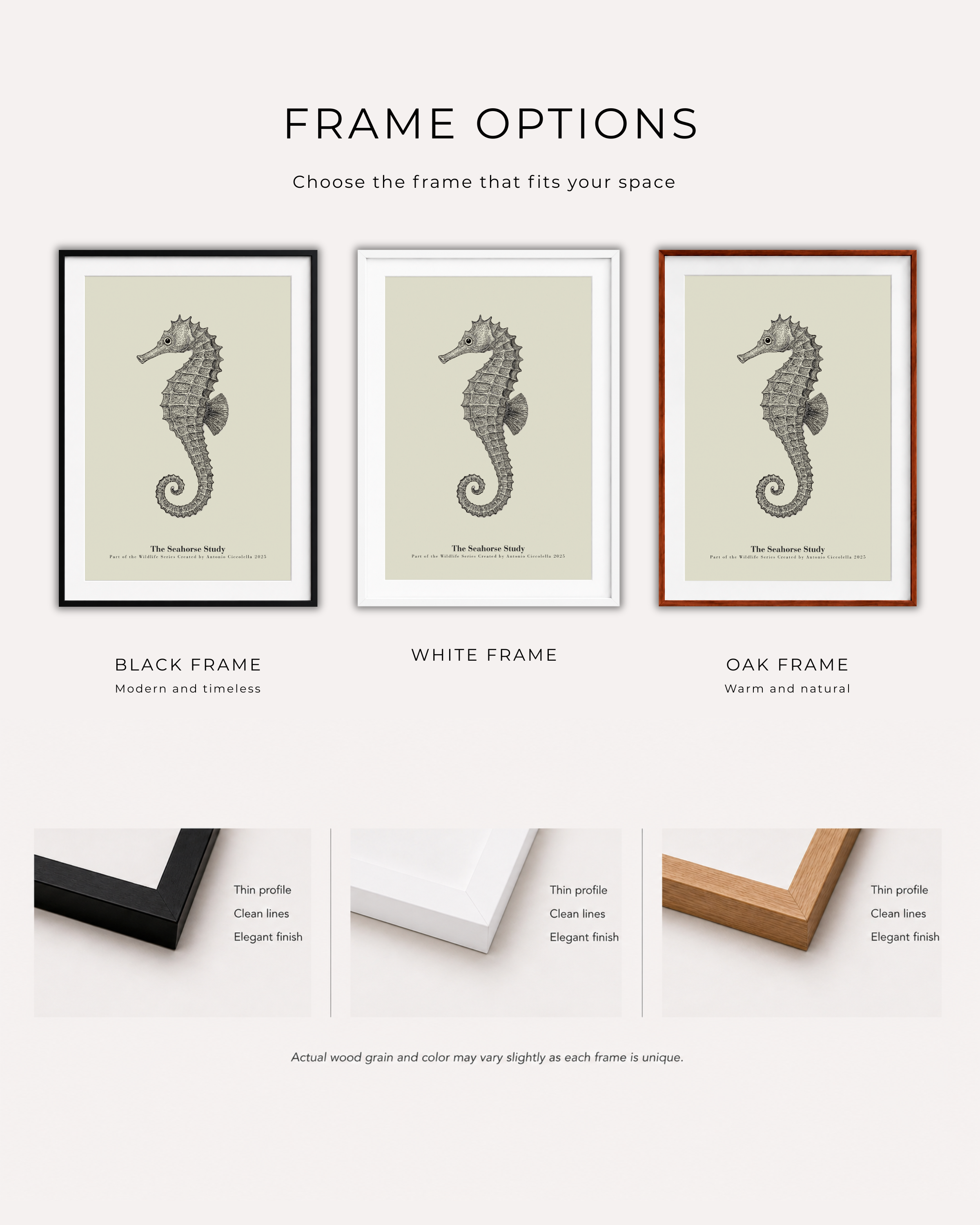 The Seahorse Study | Vintage Seahorse Fine Art Print